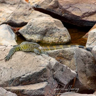 Lizard can be observed in Ruaha National Park during a private photographic safari