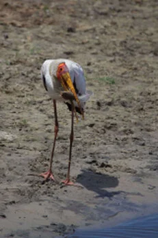 A unique birdwatching opportunity to visit Katavi National Park with a private photographic safari with Gabriel Haering