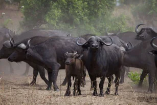 Buffalo can be observed in Katavi National Park during a private photographic safari