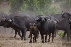 Buffalo can be observed in Katavi National Park during a private photographic safari