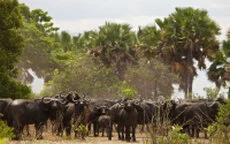 Buffalo can be observed in Katavi National Park during a private photographic safari