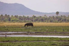 Hippo can be observed in Katavi National Park during a private photographic safari