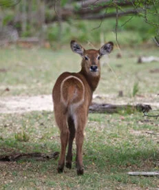 Waterbuck can be observed in Katavi National Park during a private photographic safari