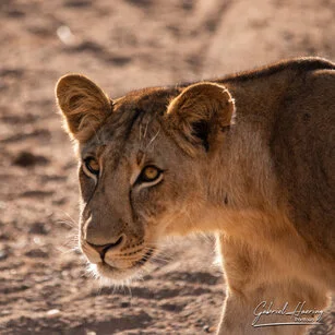 Lion can be observed in Ruaha National Park during a private photographic safari