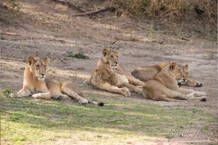 Lion can be observed in Ruaha National Park during a private photographic safari