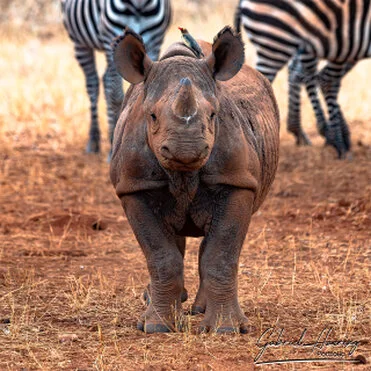 Black rhino in Mkomazi National Park photographed on a bespoke photographic safari in Tanzania