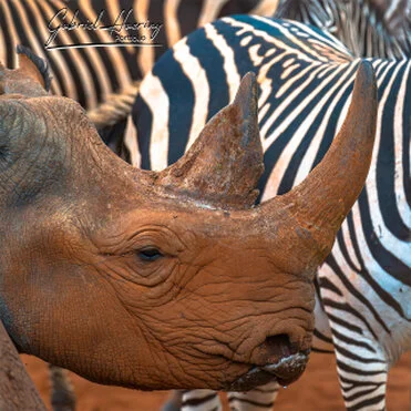 Black rhino in Mkomazi National Park photographed on a bespoke photographic safari in Tanzania