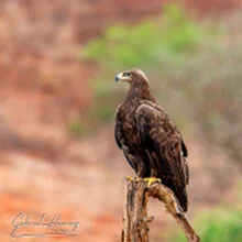 Birding in Mkomazi National Park captured on a bespoke wildlife photography safari in Tanzania