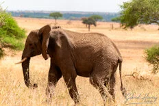 Large elephant herd photographed during a bespoke Tanzania photo safari in Tarangire National Park