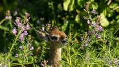 Kirk’s dik-dik in Tarangire National Park captured on a bespoke Tanzania photographic safari