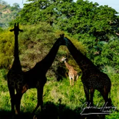 Masai giraffe photographed during a Tanzania photographic safari in Tarangire National Park