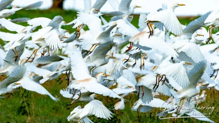 Bird watching in Tarangire National Park, Tanzania, photographed during a guided photographic safari.