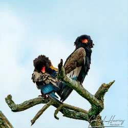 Bird watching in Tarangire National Park, Tanzania, photographed during a guided photographic safari.