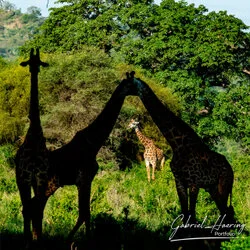 Giraffe  in Tarangire National Park, Tanzania, photographed during a guided photographic safari.