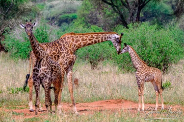 Giraffe  in Tarangire National Park, Tanzania, photographed during a guided photographic safari.