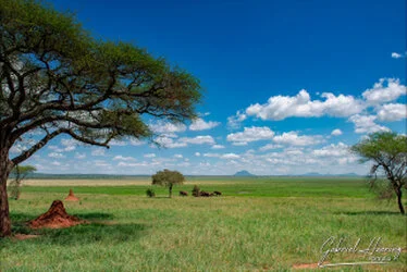 Elphant in Tarangire National Park, Tanzania, photographed during a guided photographic safari.