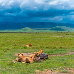 Lion - Ngorongoro Crater, Tanzania, photographed during a guided photographic safari.