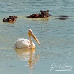 Ngorongoro Crater, Tanzania, photographed during a guided photographic safari.