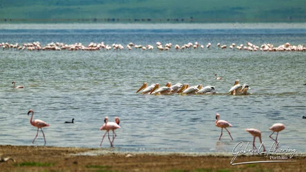 Pelican -Ngorongoro Crater, Tanzania, photographed during a guided photographic safari.