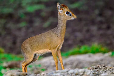 Dik Dik  in Serengeti National Park, Tanzania, photographed during a guided photographic safari.