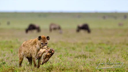 Hyena in Serengeti National Park, Tanzania, photographed during a guided photographic safari.