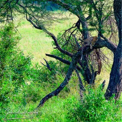 Leopard in Serengeti National Park, Tanzania, photographed during a guided photographic safari.