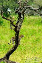 Leopard in Serengeti National Park, Tanzania, photographed during a guided photographic safari.