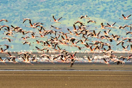 A unique photographic safari visiting Lake Natron and thousends of Flamingos and Oldonio Lengai volcano