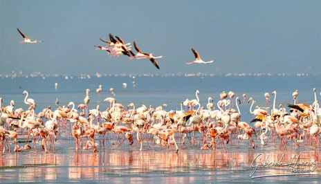 A unique photographic safari visiting Lake Natron and thousends of Flamingos and Oldonio Lengai volcano
