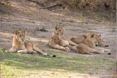 Lion during Dry-season safari landscape in Ruaha National Park with golden tones, open plains and remote wilderness scenery