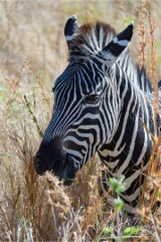 Wildlife during Dry-season in Ruaha National Park with golden tones, open plains and remote wilderness scenery
