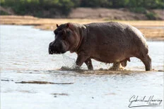 Hippos in the Rufiji River in Nyerere National Park during a Tanzania wildlife safari