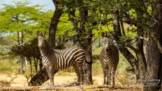 Zebra in open bush landscape in Nyerere National Park in Tanzania