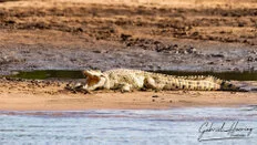 Nile crocodile resting on the riverbank in Nyerere National Park in Southern Tanzania