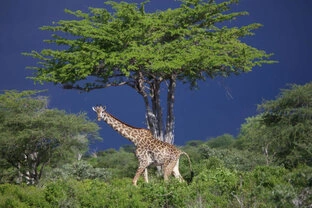 Beautiful lanscape can be observed in Katavi National Park during a private photographic safari