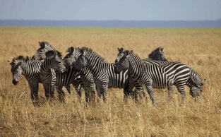 Beautiful lanscape can be observed in Katavi National Park during a private photographic safari