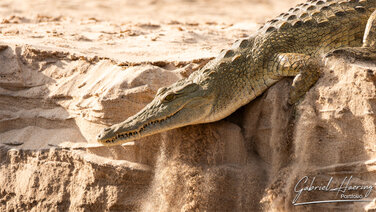 Huge crocodile entering the water of Rufiji River in Nyerere National Park, Tanzania