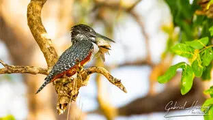 Nice Kingfisher with fish in the mouth in Nyerere National Park, Tanzania