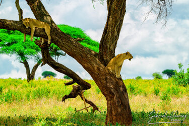 Lions on a tree in Tarangire National Park during a photographic safari in Tanzania