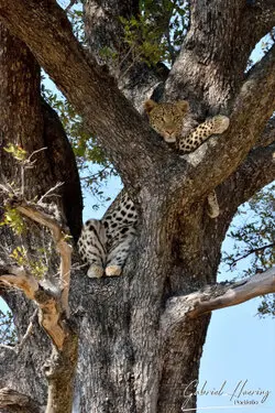 Photographic portfolio of Okavango Delta Botswana