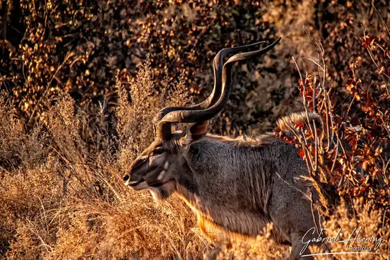Photographic portfolio of Okavango Delta Botswana