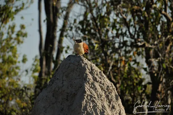 Photographic portfolio of Okavango Delta Botswana