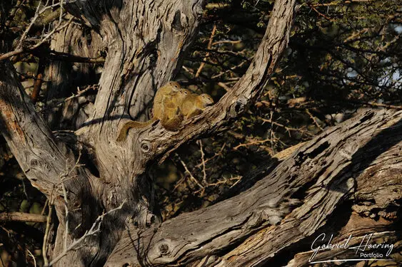 Photographic portfolio of Okavango Delta Botswana