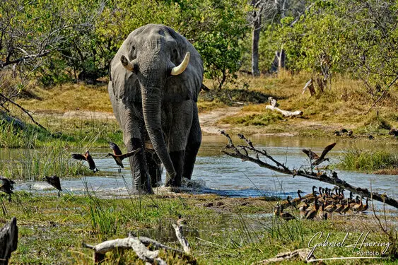 Photographic portfolio of Okavango Delta Botswana