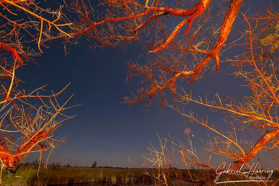 Photographic portfolio of Okavango Delta Botswana