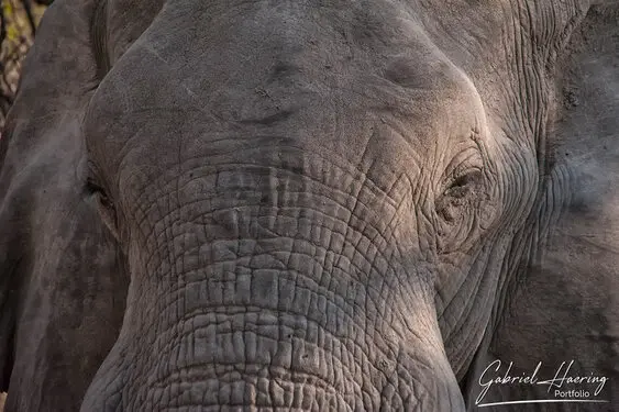 Photographic portfolio of Okavango Delta Botswana
