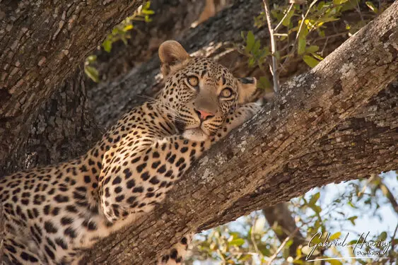 Photographic portfolio of Okavango Delta Botswana