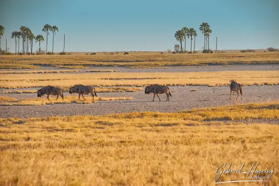 Photography portfolio of Makgadikgadi pan Botswana