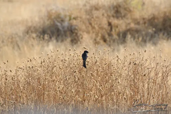 Photographic porfolio of Etosha wildlife in Namibia
