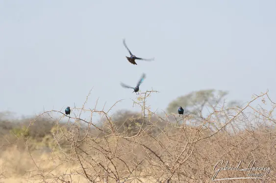 Photographic porfolio of Etosha wildlife in Namibia